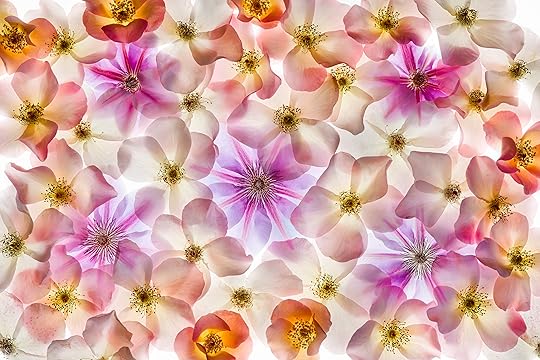 Translucency of Rosa © Harold Davis
