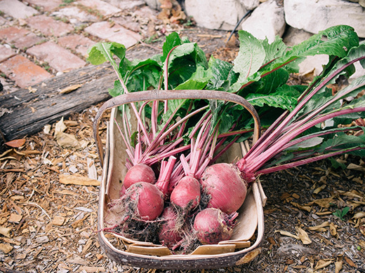 Red Round turnips