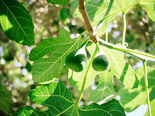 Immature figs