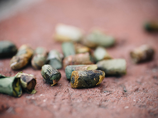 Summer leafcutter bee cocoons