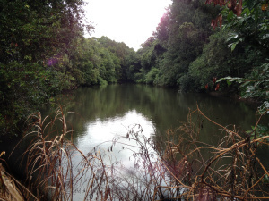 Manning River In Reserve