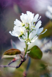 Shadblow, also known as serviceberry.