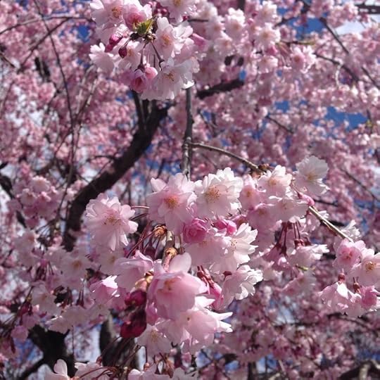 My favorite time of year. #hanami #dailyphoto #ig2015 #365days