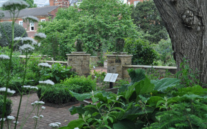 Chelsea garden medicinal plant section