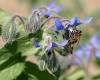Borage plant