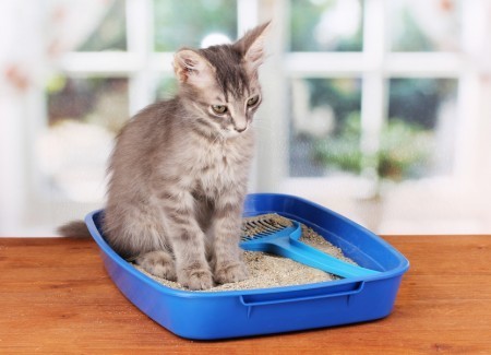 cat-litter-box