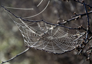 Spider Web