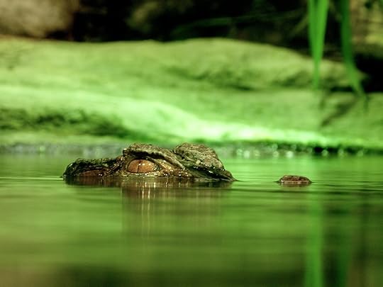alligator peeking out of the water