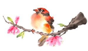 oriole4