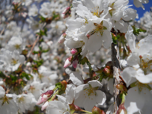 cherry blossoms