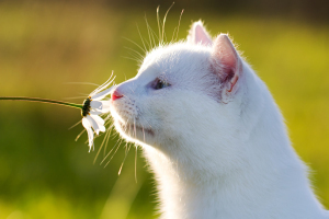White cat and flower