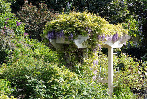 Love this arbor cloaked in Wisteria.