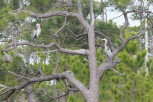 Blue Herons