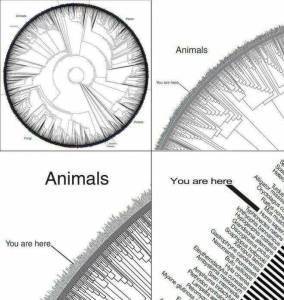 you are here on life's tree