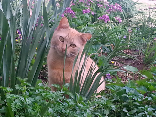 Owl Cat in the garden