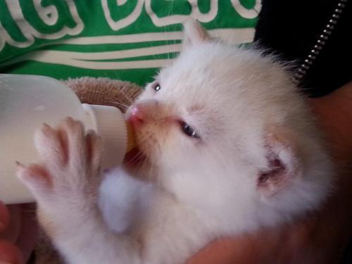 Little white kitty drinking his bottle
