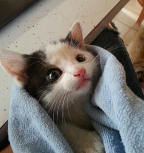 dilute calico kitten