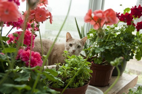 Apricot tabby in geraniums