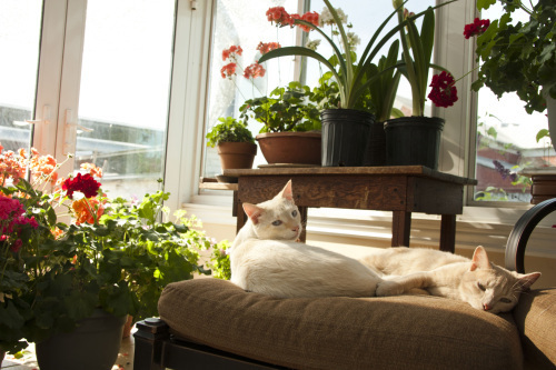 Peaches and Cream snoozing in the Sunspace