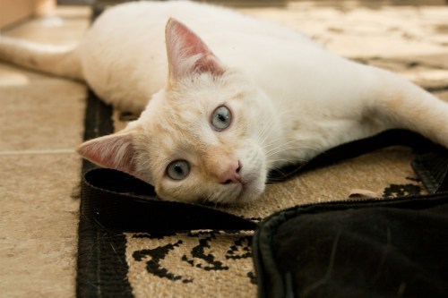 'Cream' Siamese orange tabby mix