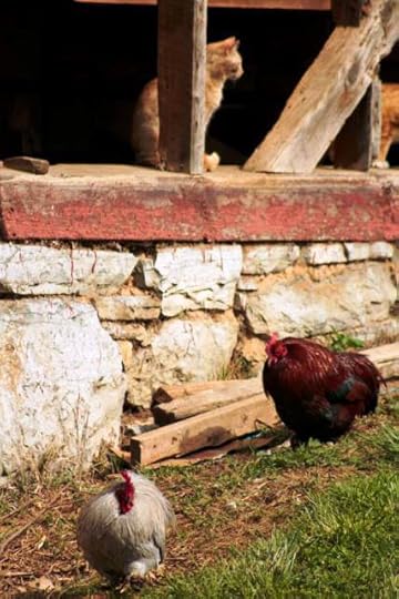barn cat and roosters