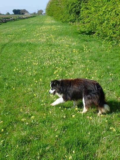 My ageing border collie sheepdog Twink picks her way through the original spread of cowslips I planted along the dykeside back in 1992.