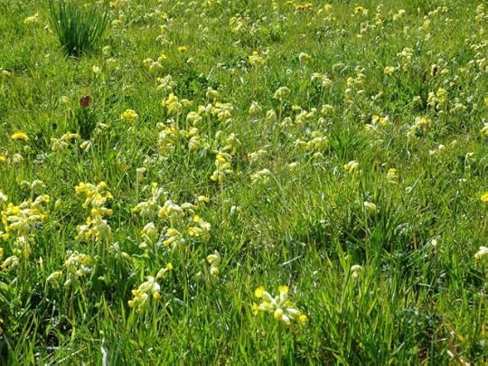 A close-up of cowslips (Primula veris) in the hay meadow.