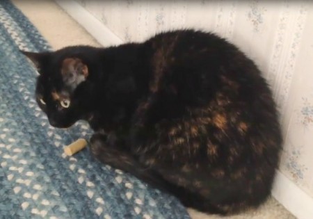 cat-dental-treat
