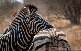 Maroela, Kruger National Park