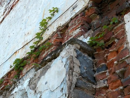 Vine