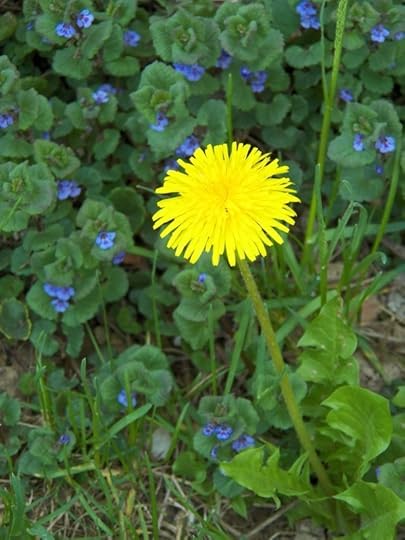 Dandelion