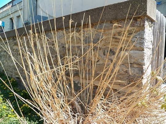 Grass