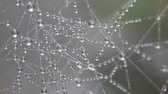 Spiderweb
