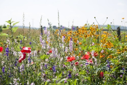 shirley poppies, larkspur, coreopsis tinctoria