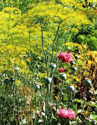 dill and poppies
