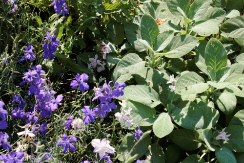 fuzzy sage with blue larkspur