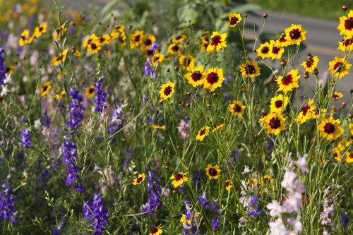wildflowers and reseeding annuals