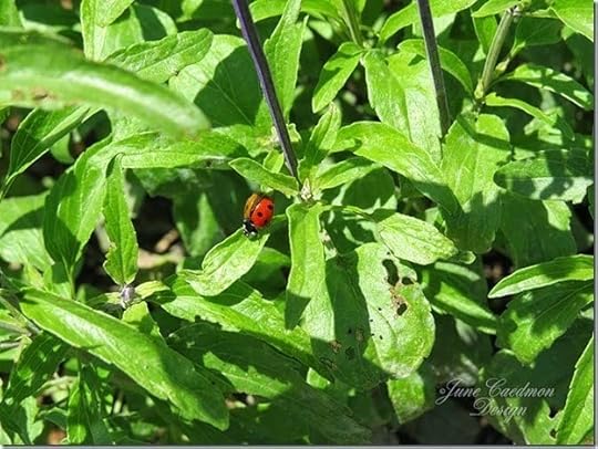 Ladybug