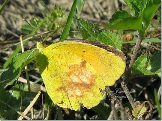 Yellow_Butterfly