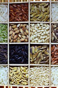 Rice_diversity