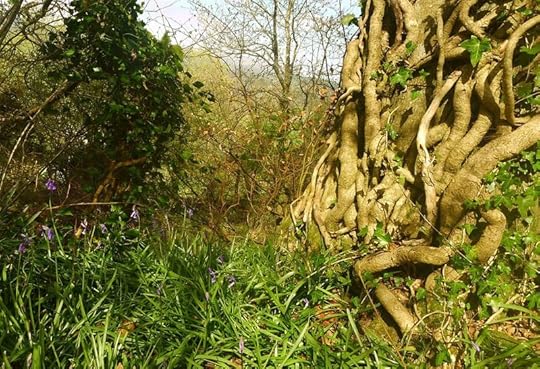 Bluebells