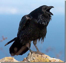 common_raven_2
