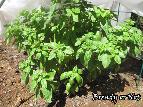 basil