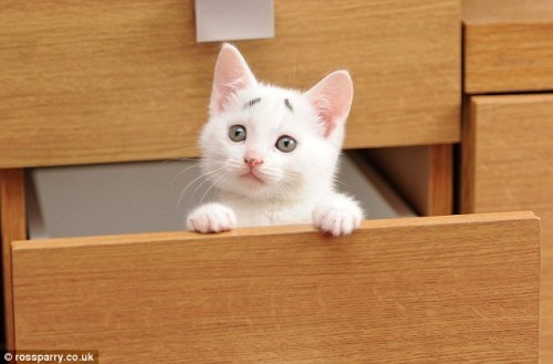concerned-kitten