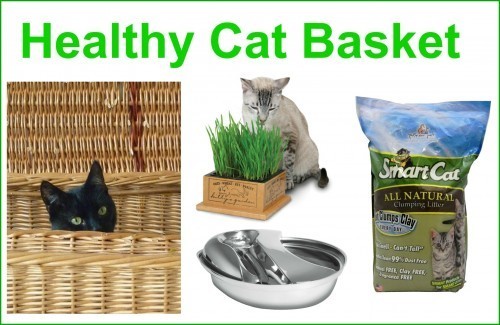 healthy-cat