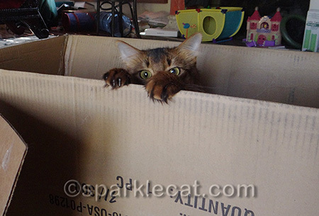 This is the box my castle cat tree came in