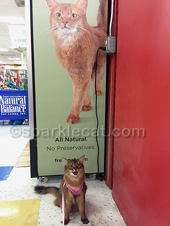 Am I being too catty?