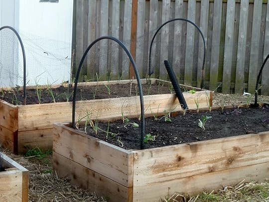 protected-raised-beds