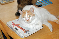 Ogapoge Snags My Books for Himself!