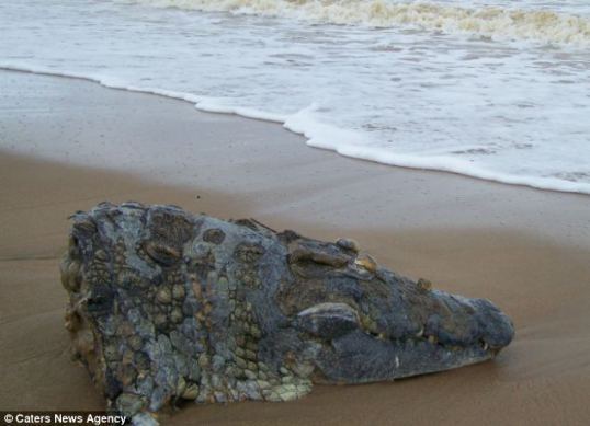 crocodile head